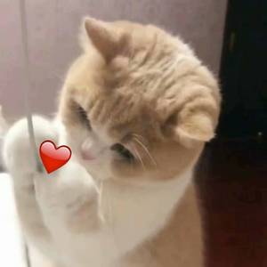 香蕉视频久久久
